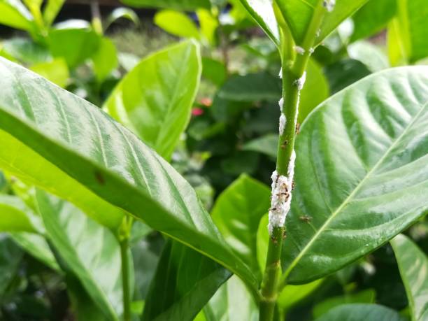 ameisen und coccidae auf grünpflanze stammen. - scale insect stock-fotos und bilder