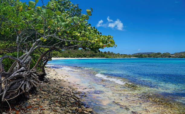 istock Sapphire beach on a Saint Vincent island 824102288