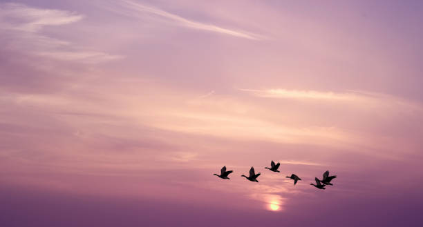 istock Birds at sunrise or sunset nature concept 824108516