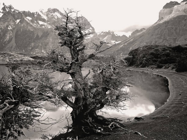 торрес дель пейн поход - argentina patagonia andes landscape стоковые фото и изображения