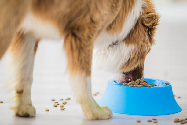 istock Dog Food 824109060