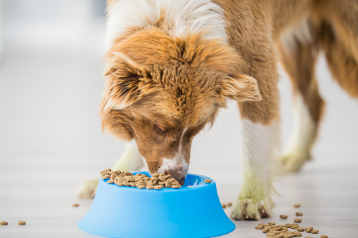 A purebred border collie is indoors eating food from his dog bowl. In this frame he is looking down at his meal while eating his dinner pieces of dog food spill over the edge onto the floor.