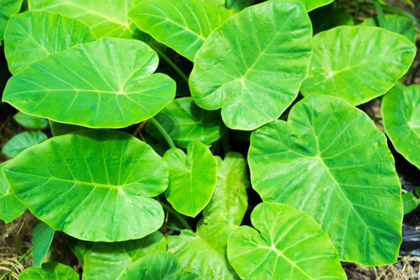 istock Alocasia odora (also called Night-scented Lily or giant upright elephant ear),The big green leaves 824112608