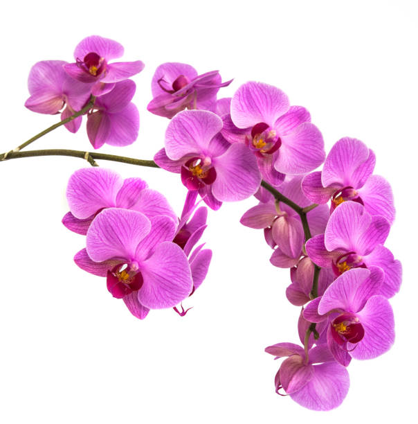 istock orchids on isolated background. beautiful flower branches orchids on white background 824112854