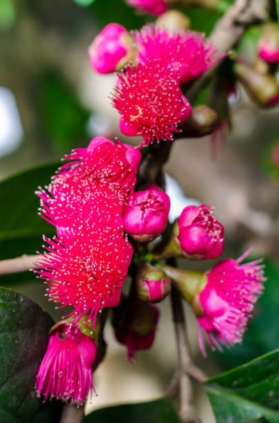 Preciosa botella flor de pincel con hojas, aisladas sobre fondo blanco