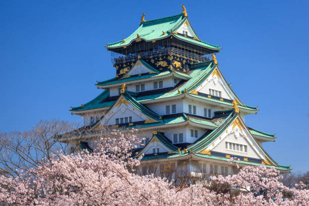 Osaka, Japan - April 2, 2015 : The Osaka castle, one of the most popular spot for view the cherry blossom bloom, was built in 1583.
