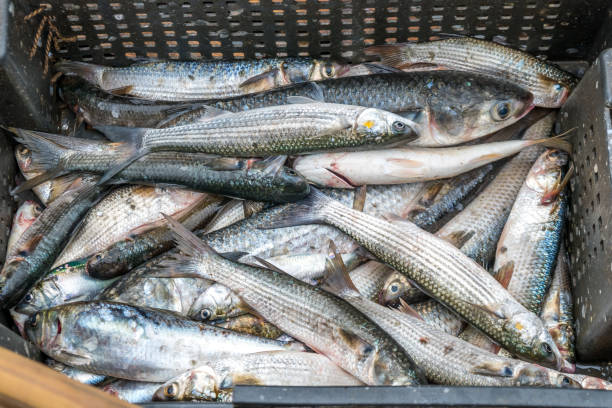 istock Gray Mullet Fish (Kefal) in styrofoam box, Poti, Georgia 824115584