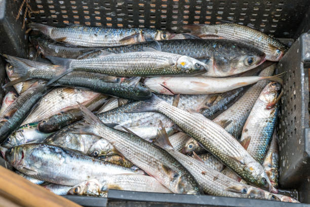 istock Gray Mullet Fish (Kefal) in styrofoam box, Poti, Georgia 824115648