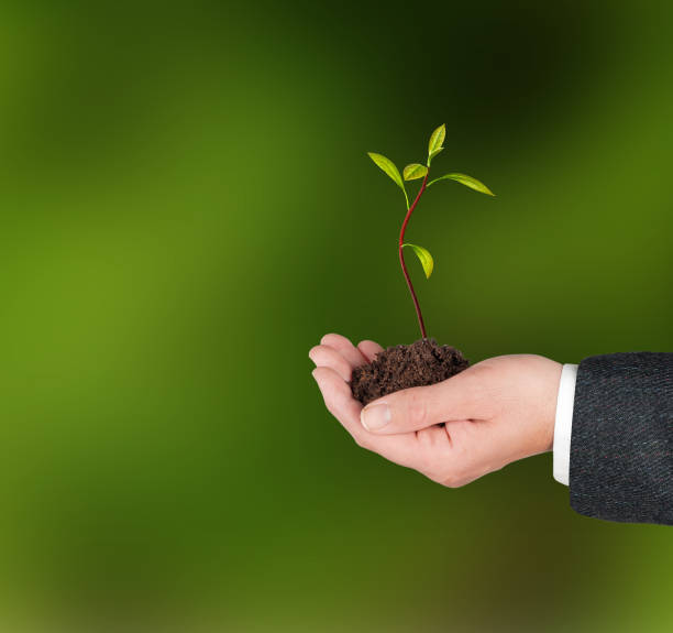 istock avocado sapling in hands as a gift of agriculture 824115820