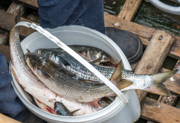 Gray Mullet Fish (Kefal) in styrofoam box, Poti, Georgia.