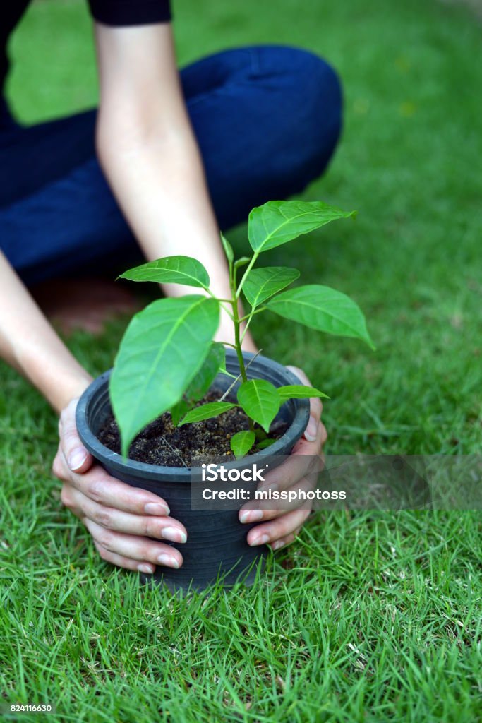 Two Hand Planet Tree Two Hand Plant A Trer Stock Photo - Download Image Now - Adult, Dirt ...