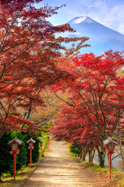 Path to Mt. Fuji in autumn, Arakura Sengen Shrine, Fujiyoshida, Japan stock photo