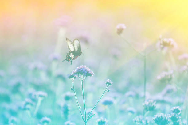 istock Butterflies in the flower 824125700