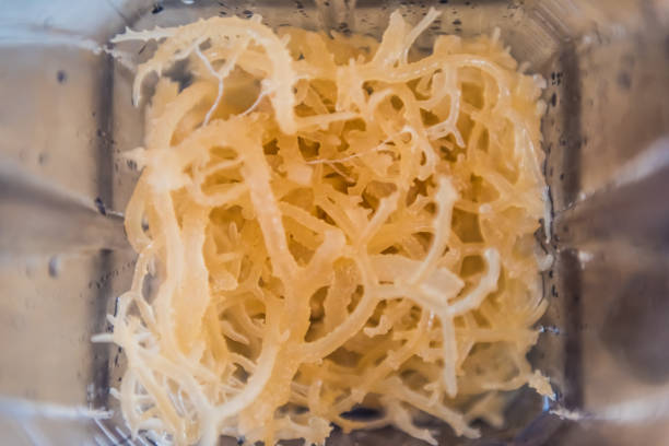 macro primo piano di alghe di muschio irlandese fresco e limpido in frullatore - blender food processor white isolated foto e immagini stock