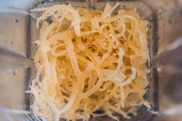 Macro closeup of fresh clear irish moss seaweed in blender Macro closeup of fresh clear irish moss seaweed in blender moss stock pictures, royalty-free photos & images