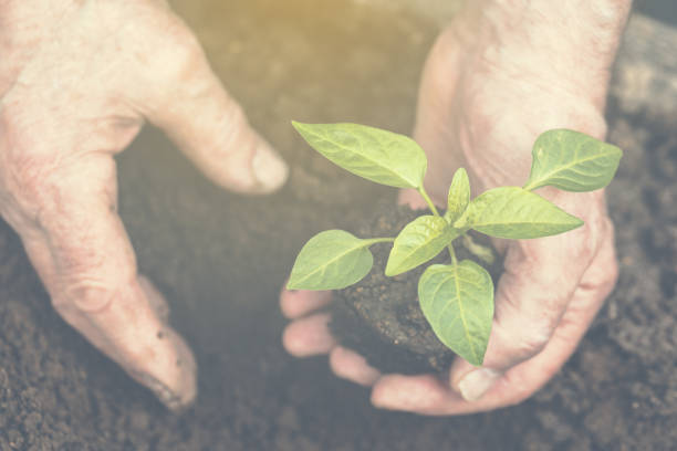 istock The old man's hands are planting the seedling into the soil. Toned. 824132020