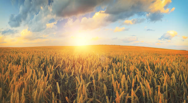 istock Wheat field at the sunset 824132212
