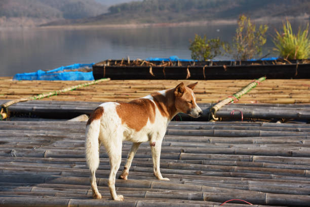 istock the brown vagrant dog is standing on a floating house 824132284