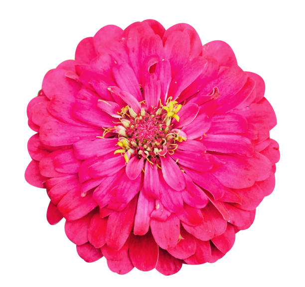 istock Pink flower, isolated on white background 824133080