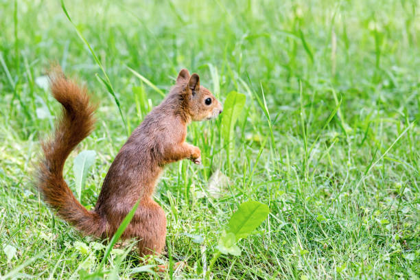 istock young red squirrel with fluffy tail standing in fresh grass 824135510
