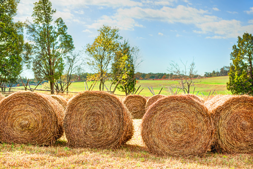Closeup of hay roll haystack in countryside field in Virginia