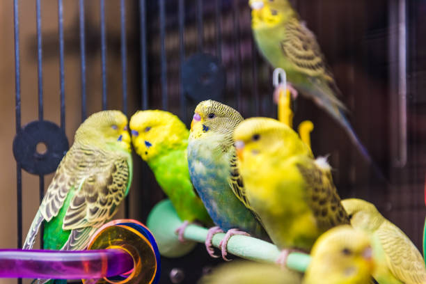 istock Green and yellow parakeets perched on branch in bird cage 824136136