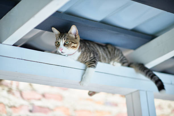 cute kitty lying down on the roof, looking for something.
