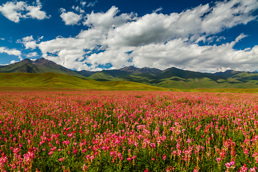 Blooming valley with green mountains. Kyrgyzstan, summer