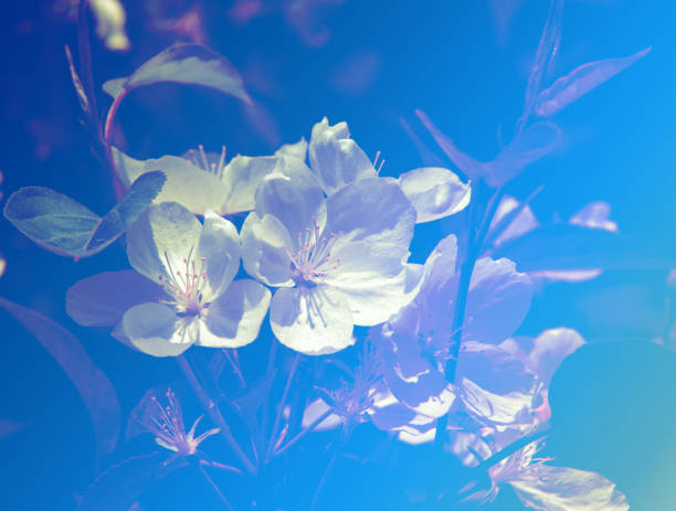 istock flowers of apple 824139926