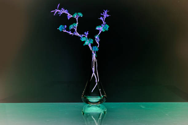 istock Sakura in a vase on a black background. The gradient is green-violet-black. Toned. 824140128
