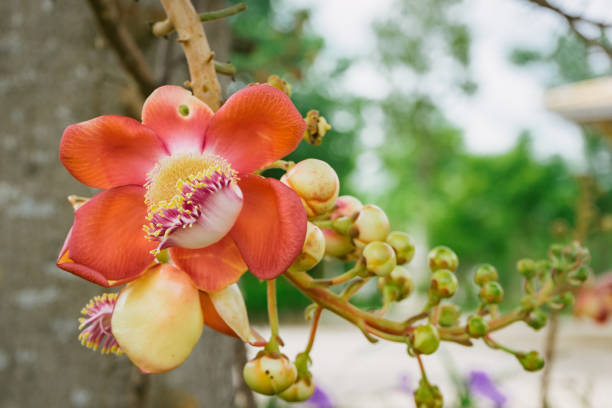 istock Sal Tree, Couroupita guianensis ,cannon Ball Tree 824142896