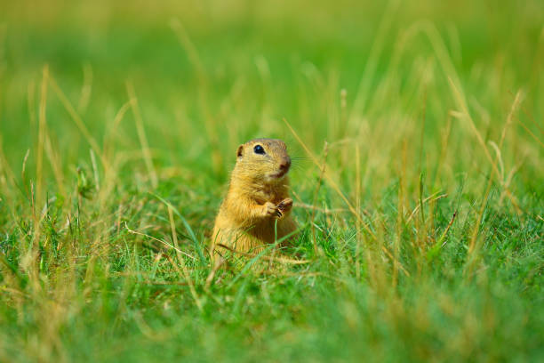istock Ground squirrel hold some corns in front legs and feeding. Small animal sitting alone in  short grass. 824143076