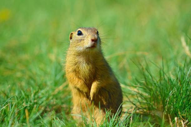 istock Ground squirrel hold some corns in front legs and feeding. Small animal sitting alone in  short grass. 824143094