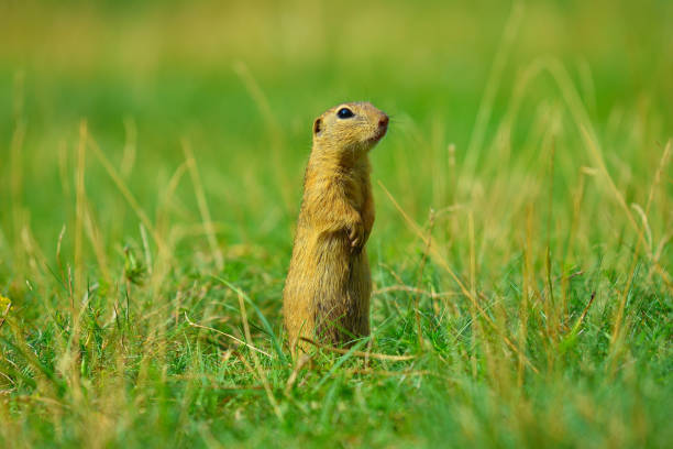 istock Ground squirrel hold some corns in front legs and feeding. Small animal sitting alone in  short grass. 824143108