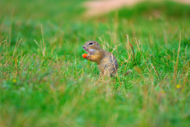 istock Ground squirrel hold some corns in front legs and feeding. Small animal sitting alone in  short grass. 824143150