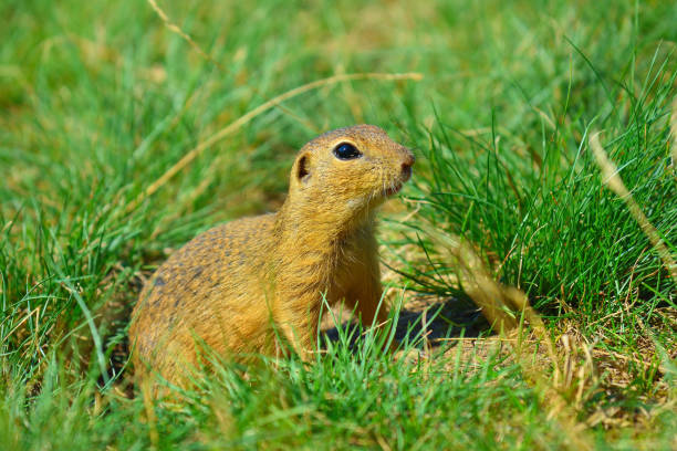 istock Alerted squirrel . Ground squirrel alert and watching around. Cute mammal on meadow 824143162