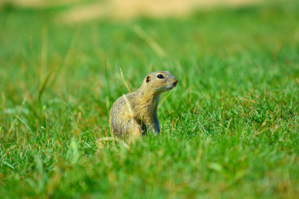 istock Alerted squirrel . Ground squirrel alert and watching around. Cute mammal on meadow 824143174