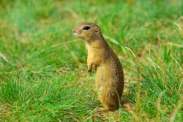 istock Alerted squirrel . Ground squirrel alert and watching around. Cute mammal on meadow 824143210