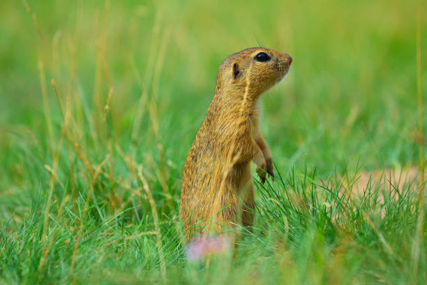 istock Alerted squirrel . Ground squirrel alert and watching around. Cute mammal on meadow 824143214