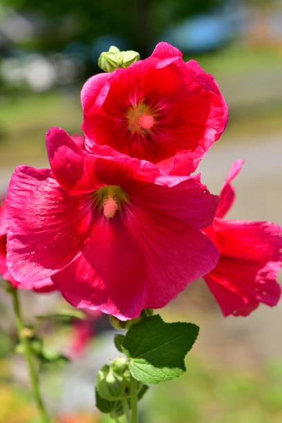 istock Althaea rosea / Hollyhock 824144568