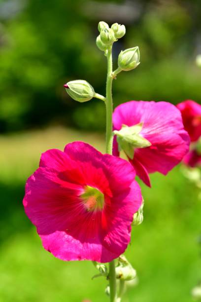 istock Althaea rosea / Hollyhock 824146666