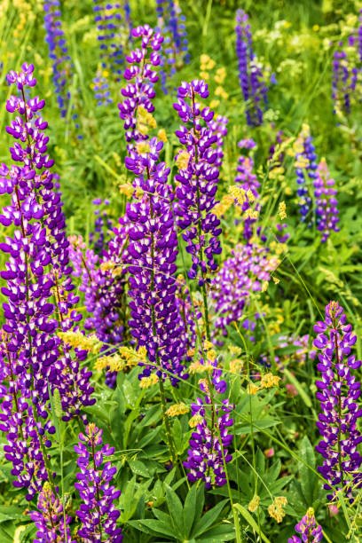 istock Summer green field with lupine flowers 824146724