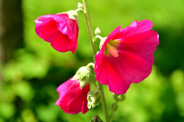 istock Althaea rosea / Hollyhock 824146746