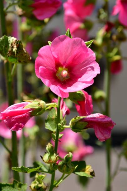 istock Althaea rosea / Hollyhock 824147014