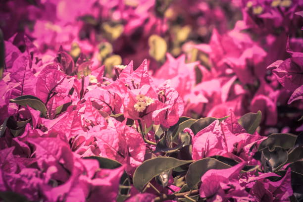 istock Bougainvillea flowers 824147542