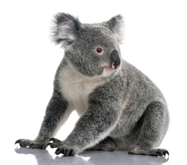 jeune koala, phascolarctos cinereus, 14 mois, assis en face de fond blanc - cinereous photos et images de collection