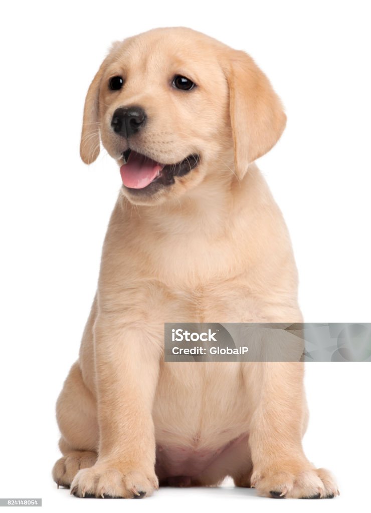 Labrador puppy, 7 weeks old, in front of white background Puppy Stock Photo