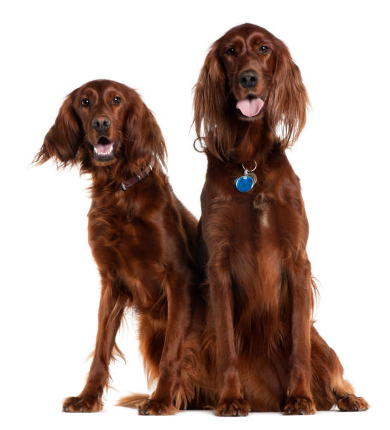 Two Irish Setters sitting in front of white background Two Irish Setters sitting in front of white background irish setter stock pictures, royalty-free photos & images