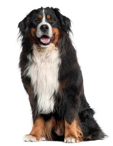 Bernese Mountain Dog, 6 years old, sitting in front of white background