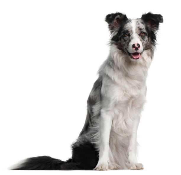 istock Border Collie, 11 months old, sitting in front of white background 824150342